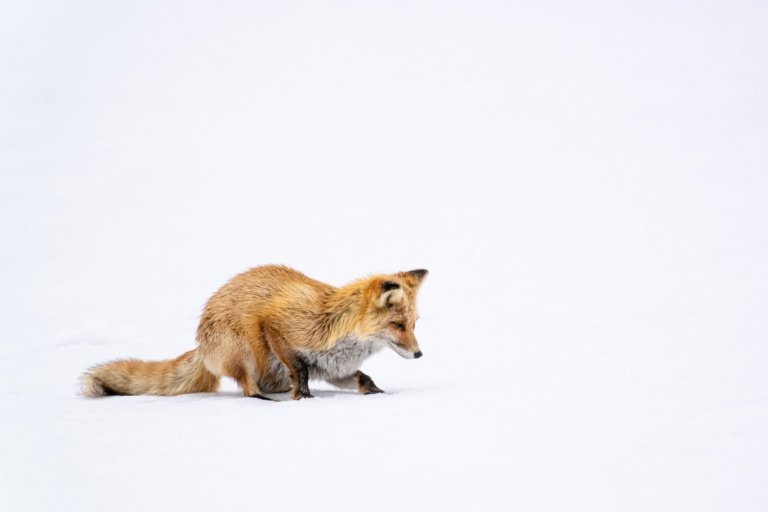 Red Fox in the snow field