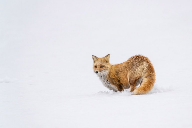 Red Fox in the snow field