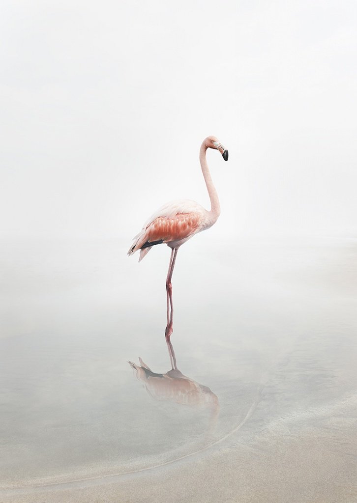 For Now Flamingo