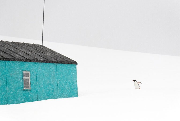 A penguin and a house