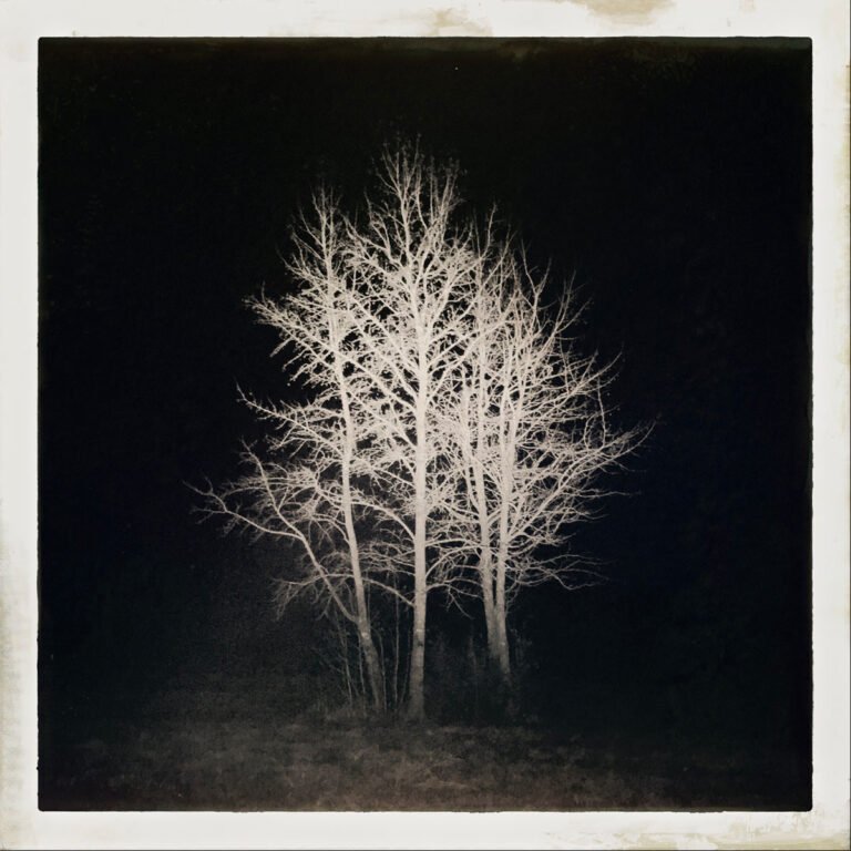 NIGHT TREE