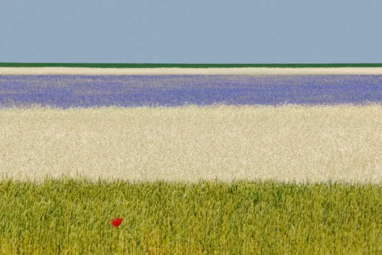 Gianfranco Bove