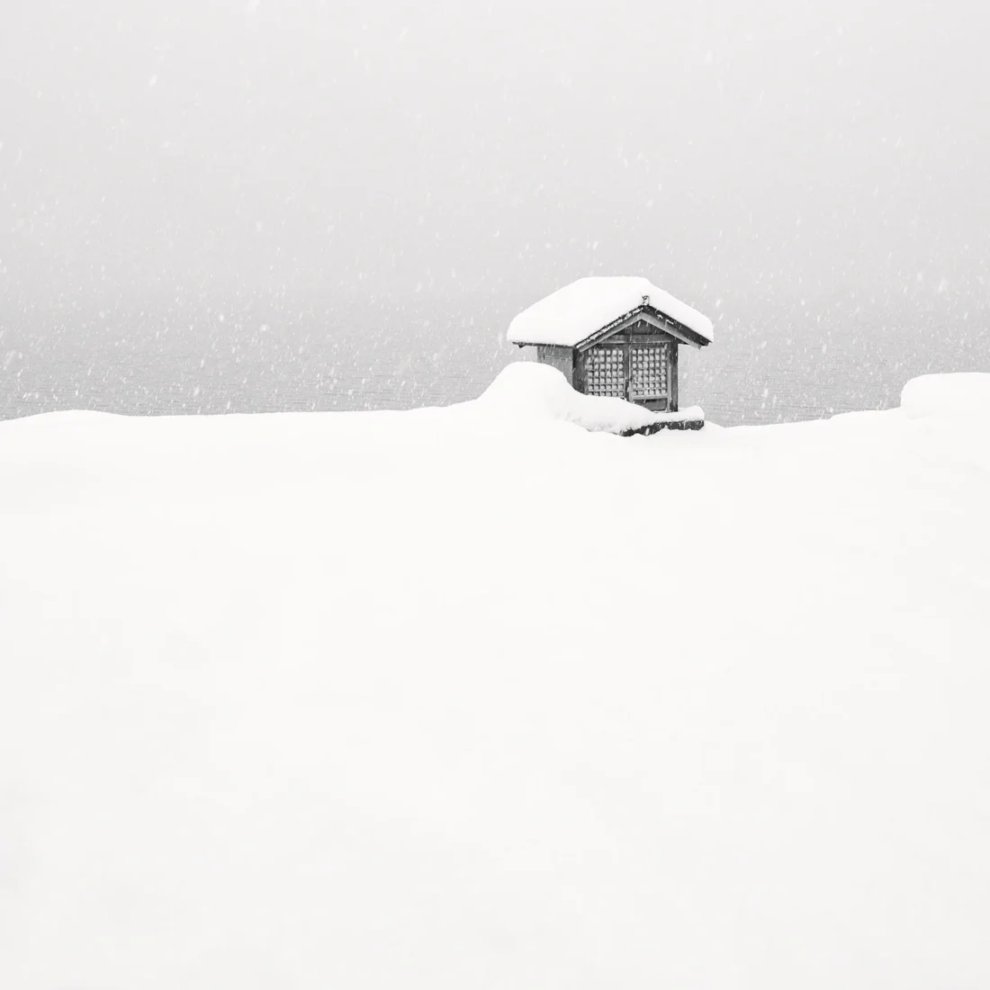 Amanda Carter-Savigear