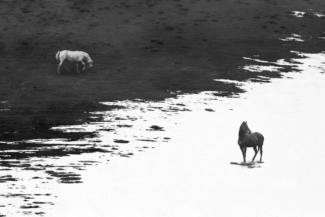 Shahin Ebrahimi manie