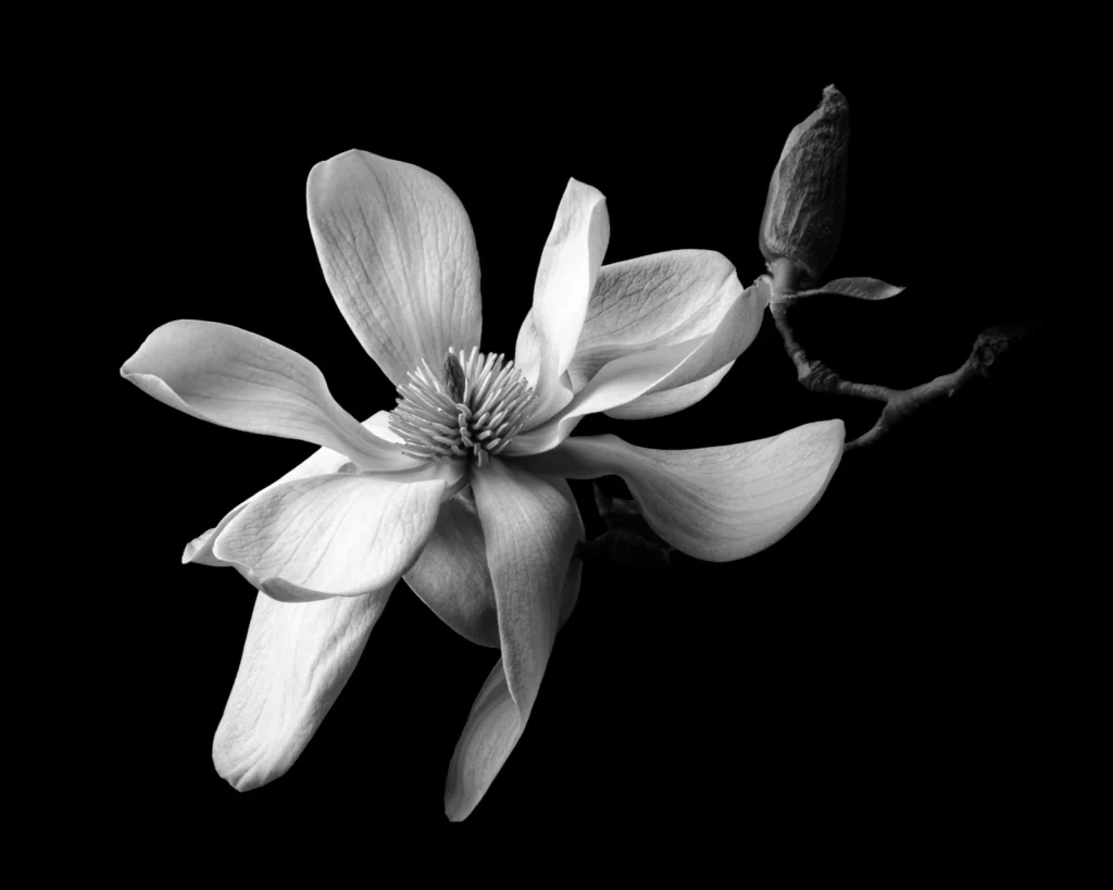 Judy Hancock Holland