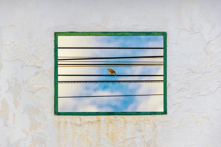 Dario Triviño López