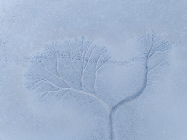 Elk Imprint
