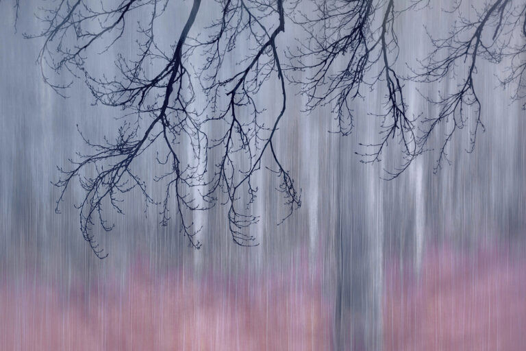 Forest Fantasy