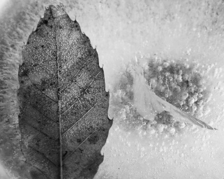 Frozen Leaf