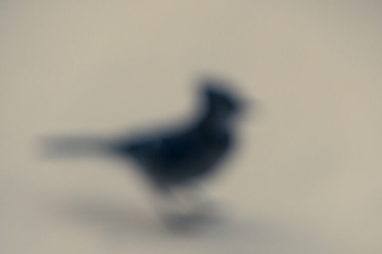 Hope (the thing with feathers)