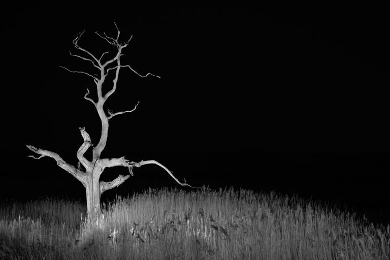 Sentinel of the Void