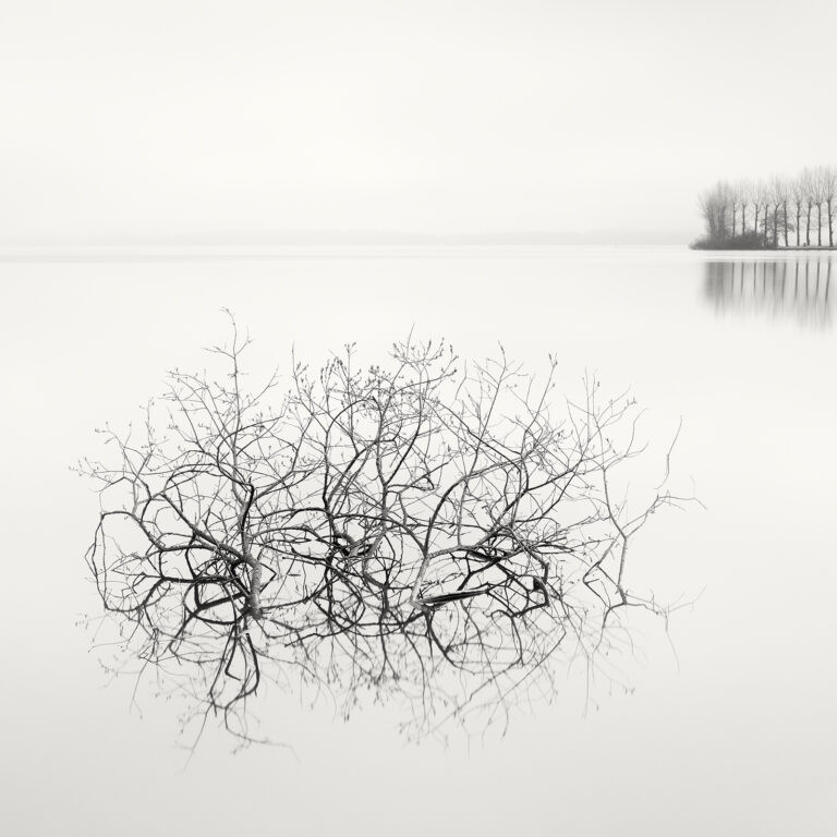 Floating Trees
