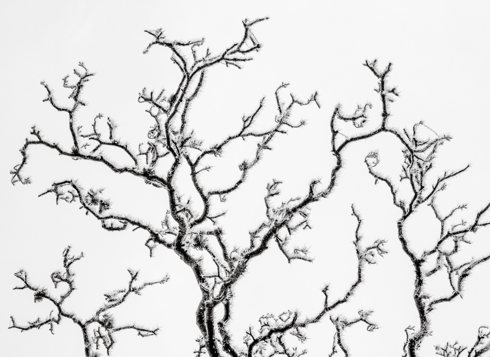 Hoar Frost on Winter Branches