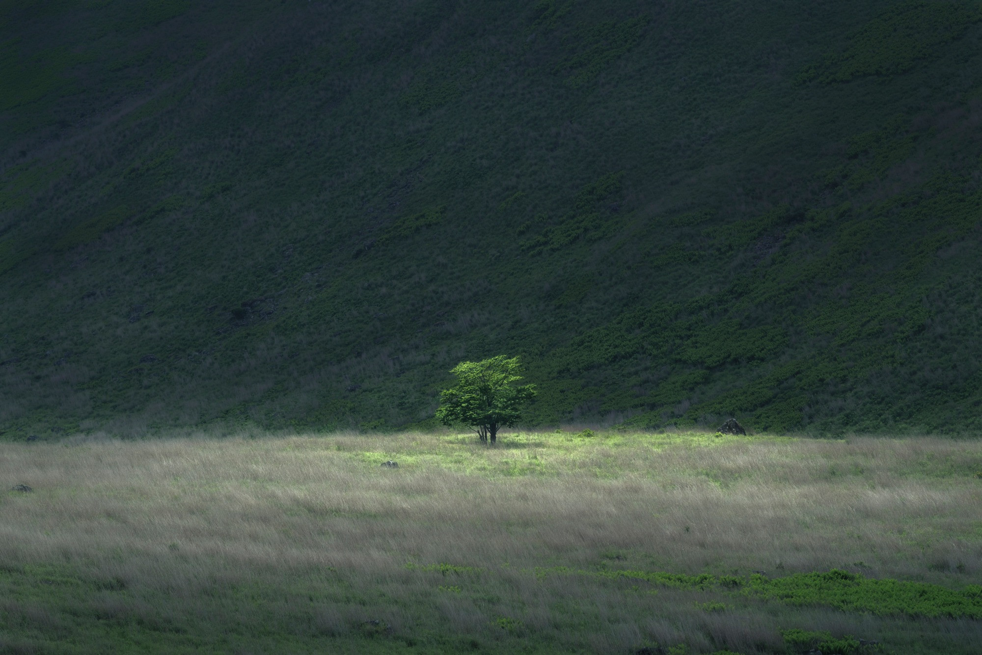 The Only Light
