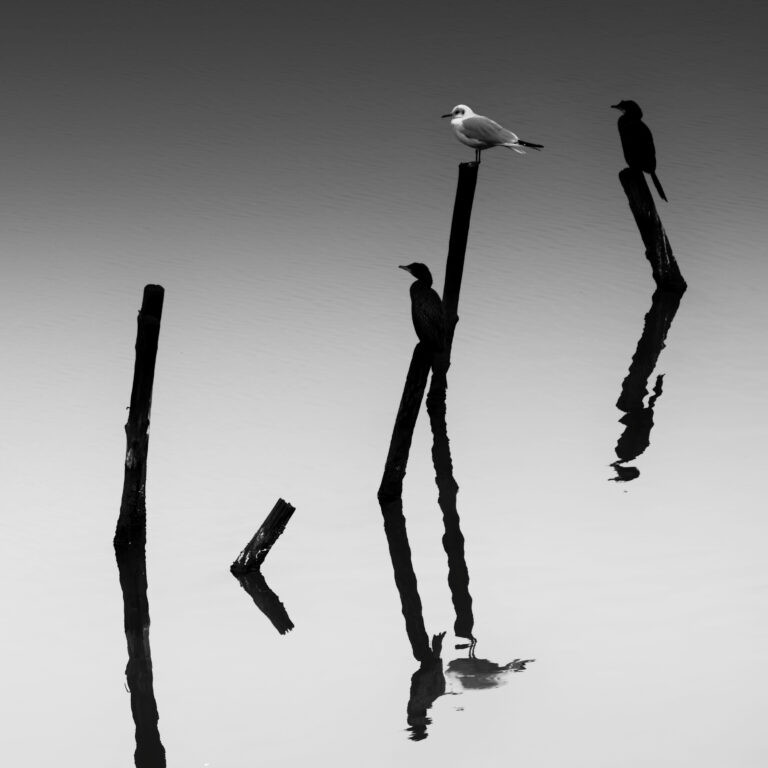 The Silent Chord
