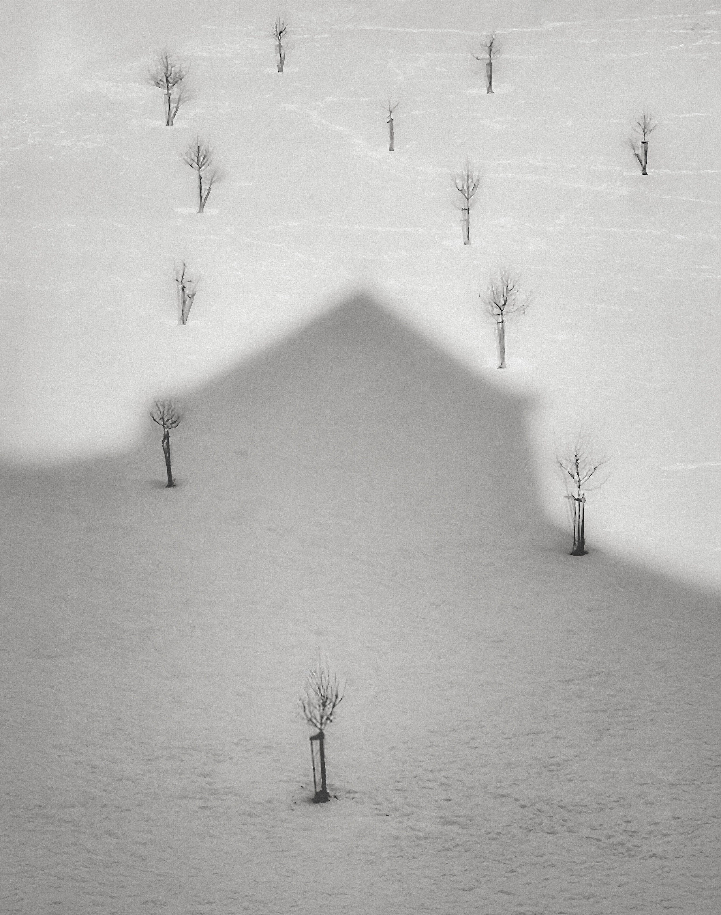 Tree-House