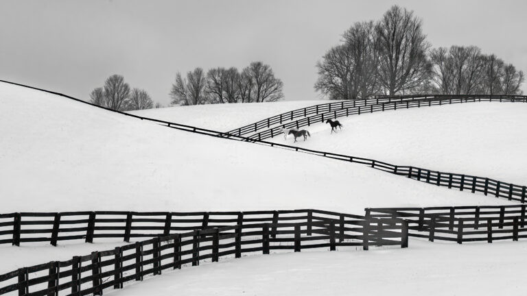 WINTER CORRAL