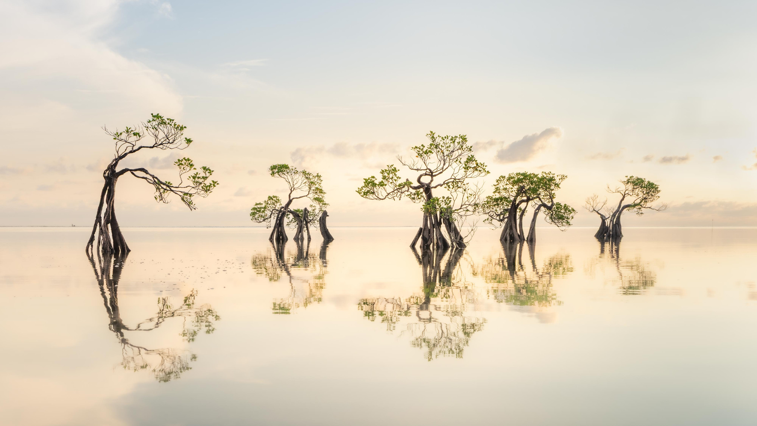 Walakiri Mangroves