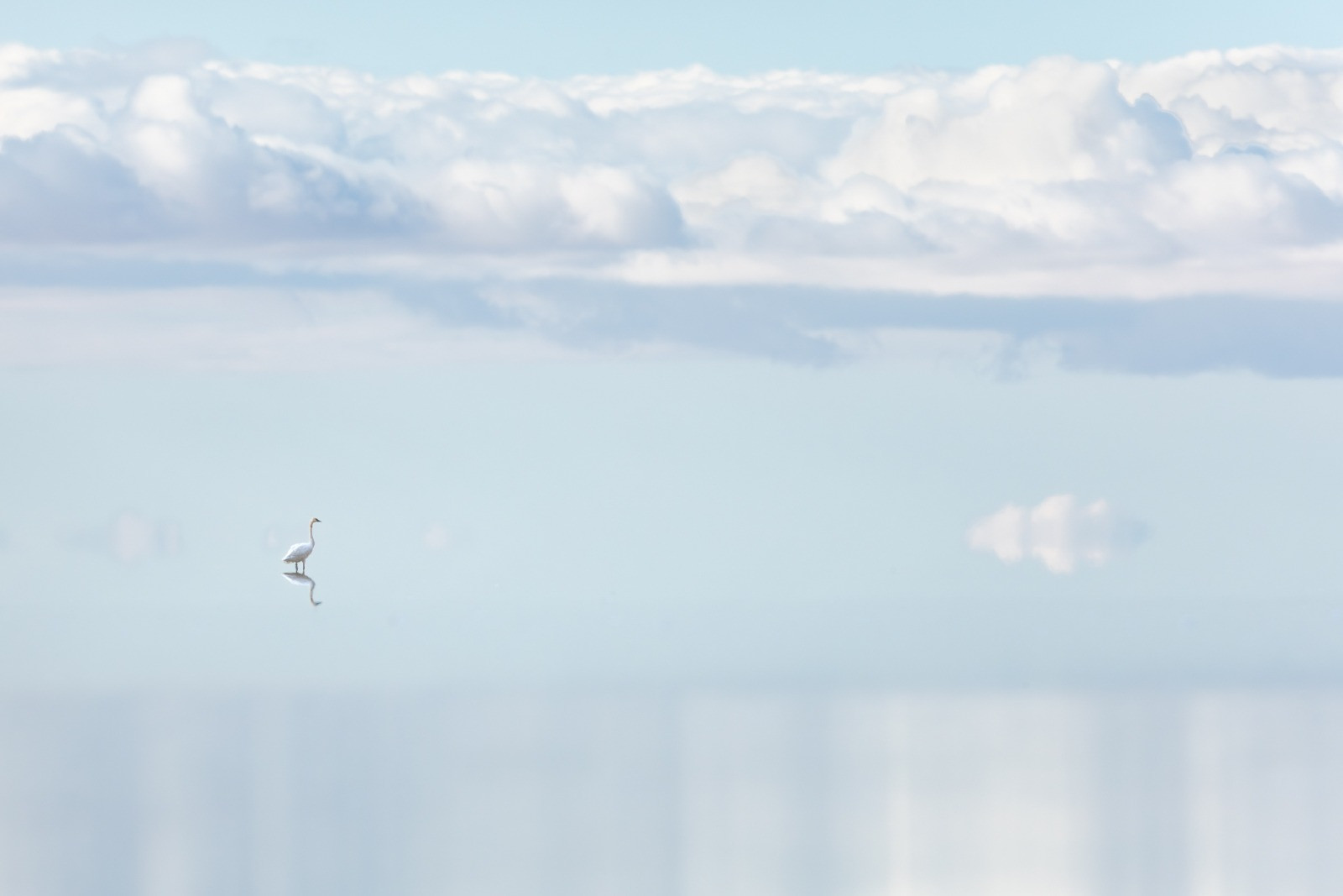 Swan Dreams