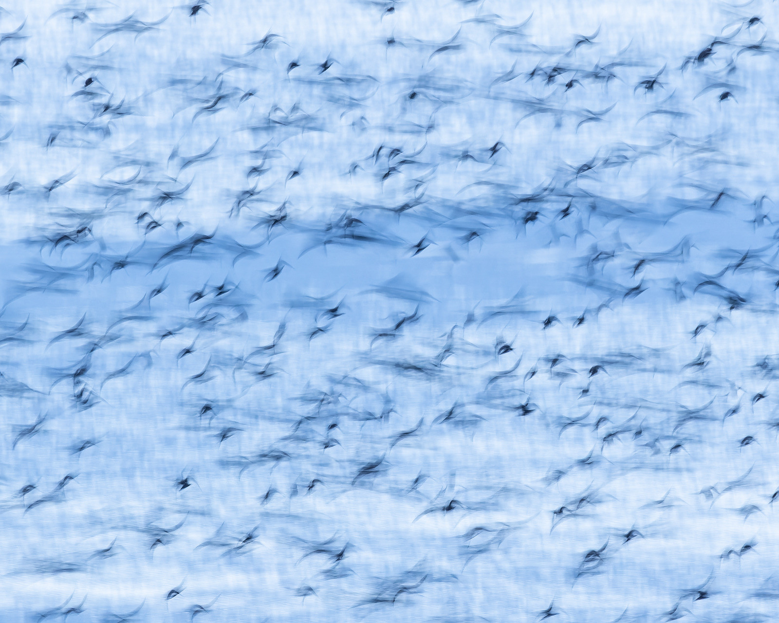 Between order and chaos: murmuration in motion