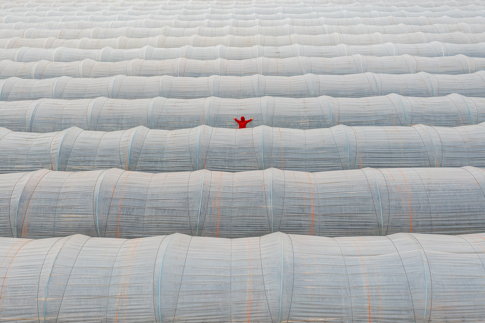 Among the Endless Rows