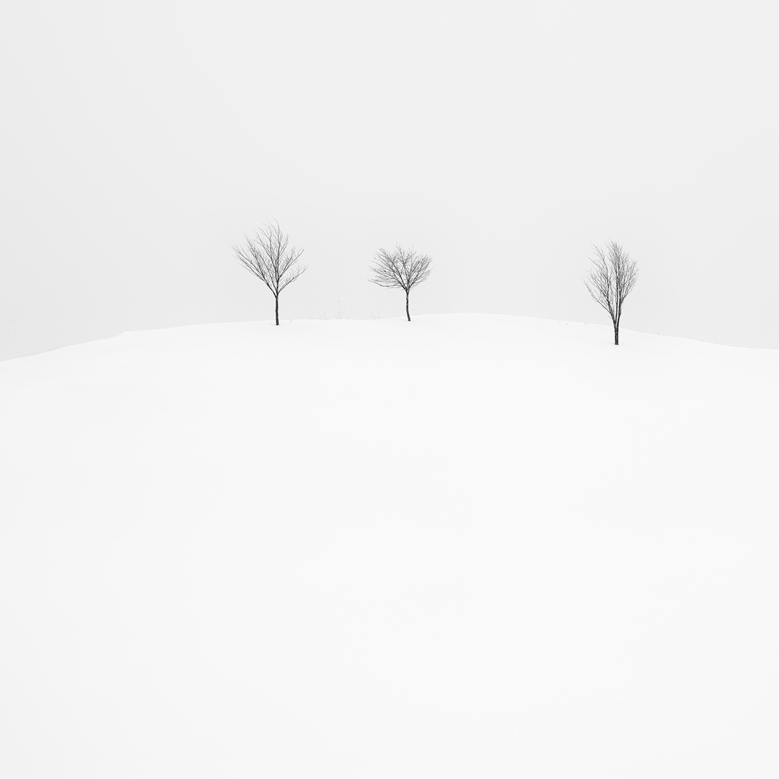 Hokkaido Tree Study 1