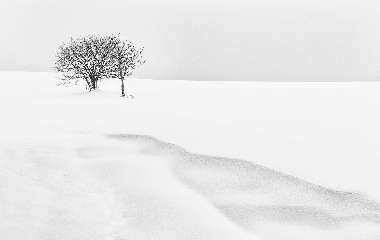 Hokkaido Tree