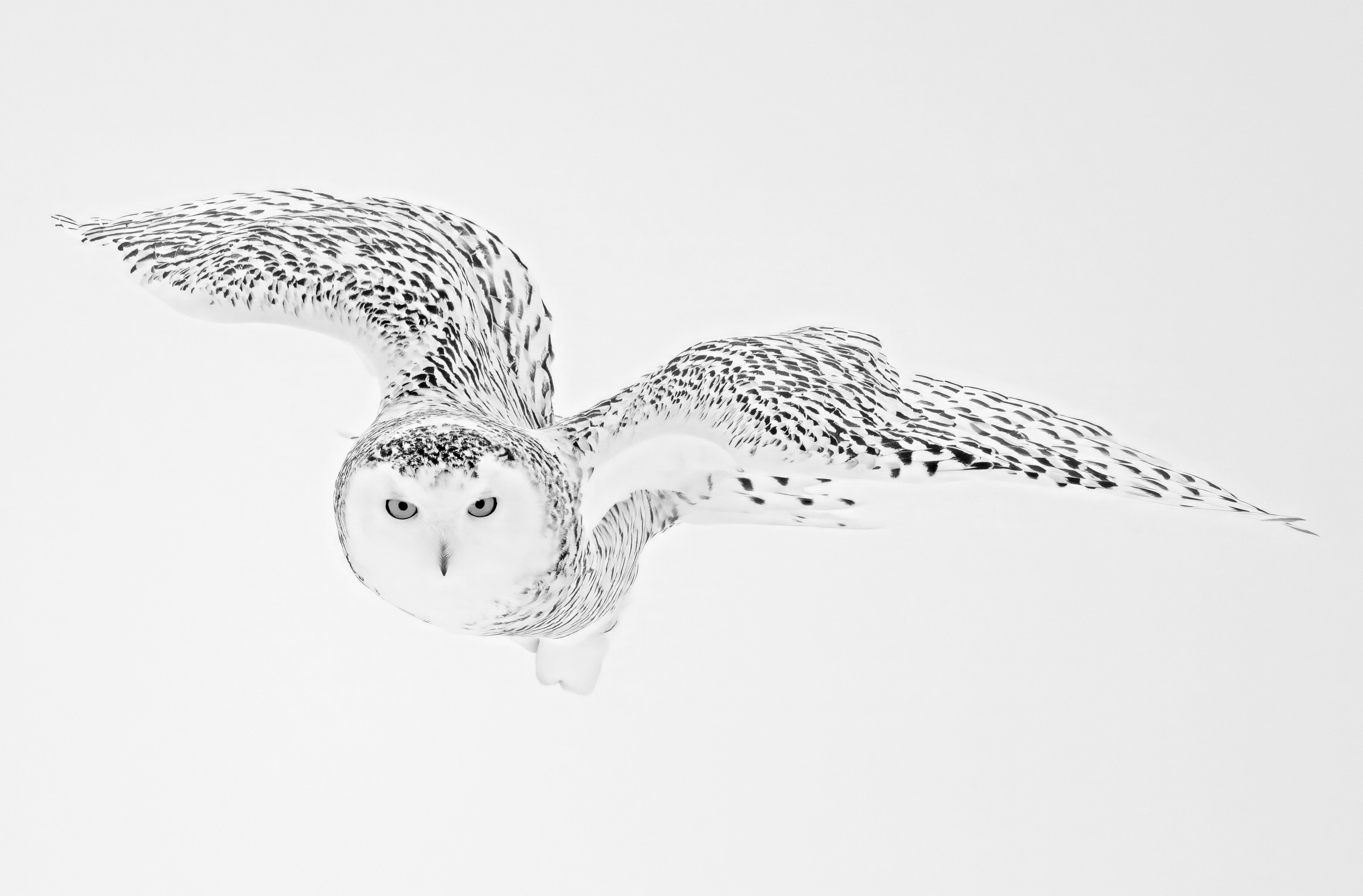 Snowy Owl over the snow