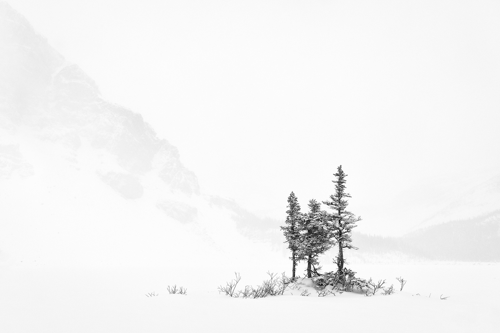 Stormy Evergreens